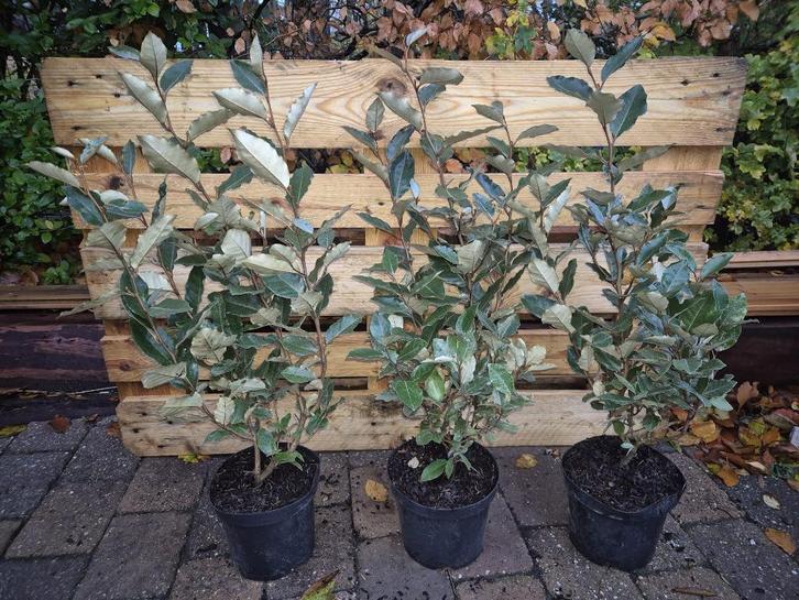 Olijfwilg 'compacta' haagplanten 60+ cm, Tuin en Terras, Planten | Struiken en Hagen, Haag, Overige soorten, Minder dan 100 cm