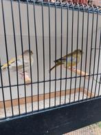 Agaat en pastel agaat groenvinken, Dieren en Toebehoren, Meerdere dieren, Wildzangvogel, Geringd