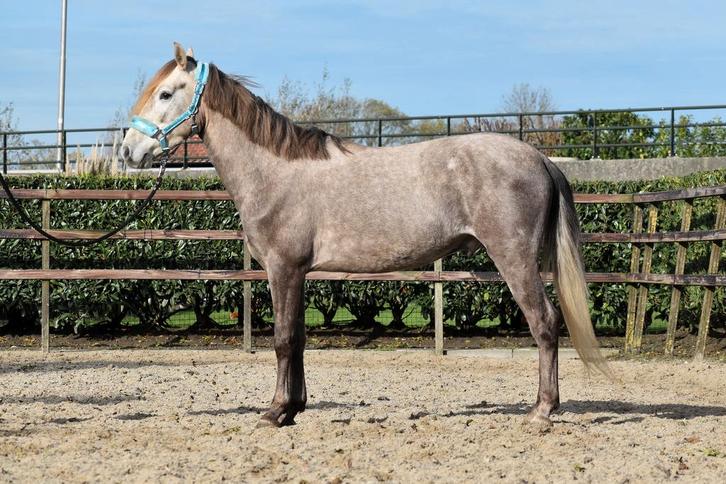 Super lieve 3,5 jarige e pony ruin, Dieren en Toebehoren, Pony's, Ruin, Onbeleerd, Recreatiepony, 3 tot 6 jaar, Gechipt, Ontwormd