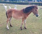 Halflinger x fries veulen merrie, Dieren en Toebehoren, Paarden, Merrie, 0 tot 2 jaar
