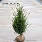 Taxus baccata aan onklopbare prijzen!!!!, Tuin en Terras, Planten | Tuinplanten, Ophalen
