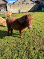 Shetlander hengst te koop, Dieren en Toebehoren, Paarden, Hengst, Gechipt, 0 tot 2 jaar