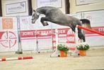 Jonge paarden te koop, Dieren en Toebehoren, Paarden, Springpaard, Gechipt, Ruin, Niet van toepassing