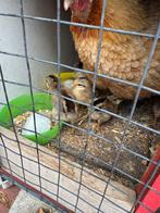 Poule et poussin à donner, Dieren en Toebehoren, Katten-accessoires, Ophalen of Verzenden