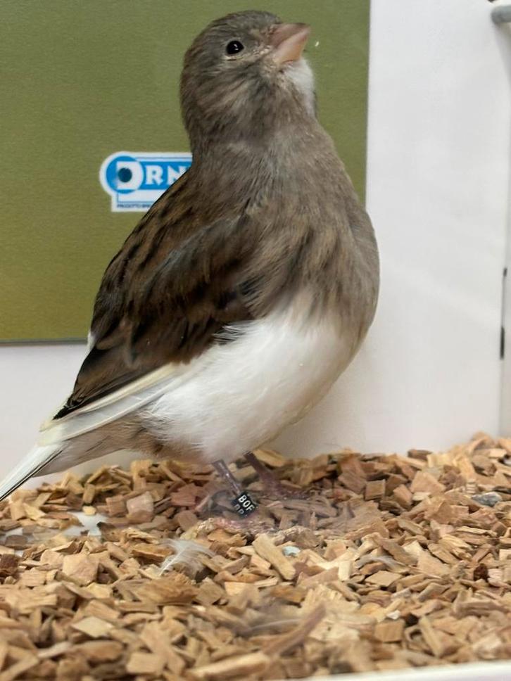 Mooie Fife Fancy kanarie, Dieren en Toebehoren, Vogels | Kanaries, Postuurkanarie