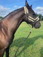 super chique 2 jarige Kjento merrie, Dieren en Toebehoren, Paarden, Merrie, Gechipt, Dressuurpaard, 0 tot 2 jaar