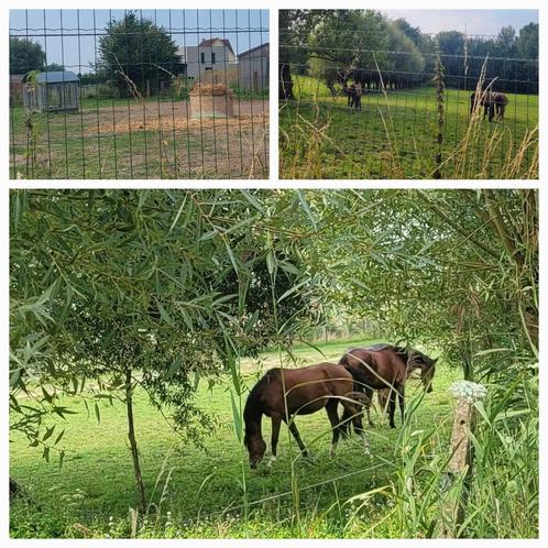 Verpakt hooi, Dieren en Toebehoren, Stalling en Weidegang