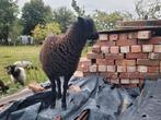 Ouessant Ooilammeren, Dieren en Toebehoren, Vrouwelijk, Overige soorten