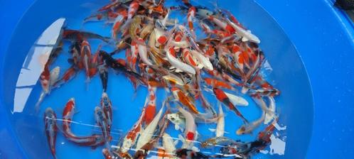 JAPANSE KOI, Dieren en Toebehoren, Vissen | Vijvervissen, Karper of Koi