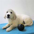 Golden Retriever ''Buddy'' (reu) pup te koop (Belgisch), Dieren en Toebehoren, CDV (hondenziekte), Golden retriever, België, Reu