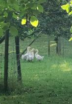 Gratis 4 ganzen kuikens, Dieren en Toebehoren, Pluimvee, Meerdere dieren, Gans of Zwaan