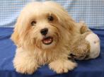 Super lieve Havanezer!, Dieren en Toebehoren, 15 weken tot 1 jaar, Buitenland, CDV (hondenziekte), Eén hond