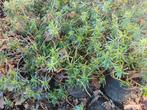 iberis semp., Tuin en Terras, Planten | Tuinplanten, Ophalen