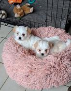 Lieve Boomer pups in huiselijke kring opgevoed, Dieren en Toebehoren, Honden | Chihuahua's en Gezelschapshonden, CDV (hondenziekte)
