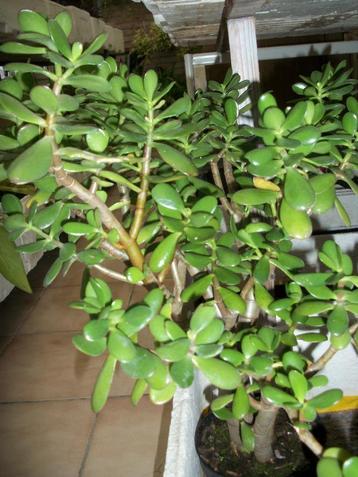 Crasulla ovata beschikbaar voor biedingen