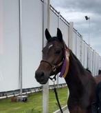 6 jarige Merrie - Just Wimphof-Olijfje van de zoomvliet, Dieren en Toebehoren, Paarden, Merrie, Gechipt, Dressuurpaard, 3 tot 6 jaar