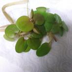 'Drijvende aquariumplant', Ophalen of Verzenden