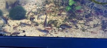 Corydoras venezuelas jongen 