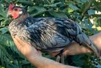 Haantje Andalusier, Dieren en Toebehoren