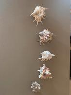 Middelgrote schelpen, Enlèvement, Coquillage(s)