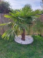 4 winterharde palmbomen Trachycarpus Fortunei, Tuin en Terras, Halfschaduw, Ophalen, Palmboom, 100 tot 250 cm