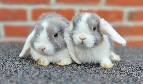 NHD KOPPELTJE, Dieren en Toebehoren, Konijnen, Dwerg, Meerdere dieren, 0 tot 2 jaar, Hangoor