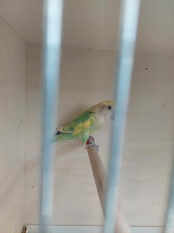 Agapornis roseicollie man bewezen  beschikbaar voor biedingen