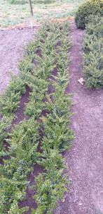 Lonicera planten, Tuin en Terras, Ophalen, Overige soorten, Haag, Minder dan 100 cm