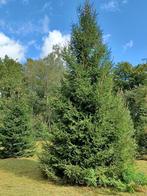 Kerstbomen Picea Abies , Picea Omorika grote maten, Tuin en Terras, Ophalen, 400 cm of meer