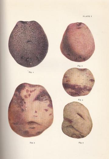 Lot van Aardappel boeken + 10 kleur- en zwart wit platen. beschikbaar voor biedingen