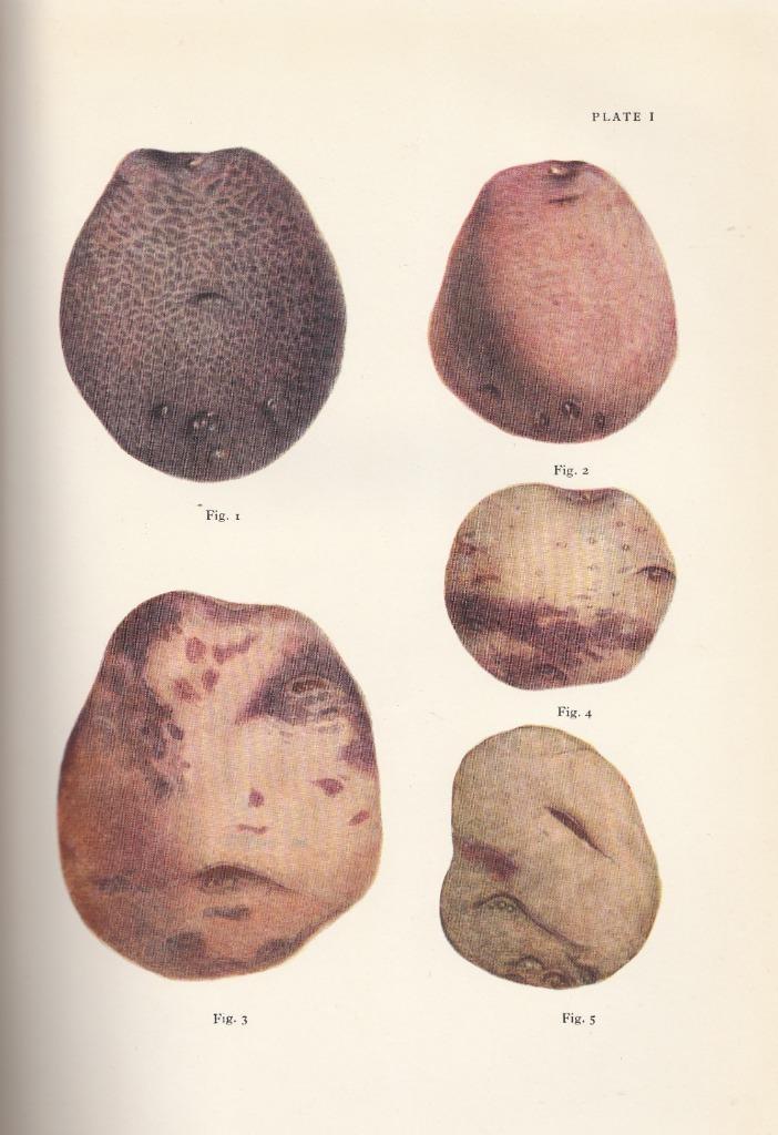 Lot van Aardappel boeken + 10 kleur- en zwart wit platen., Antiek en Kunst, Antiek | Boeken en Manuscripten, Ophalen of Verzenden