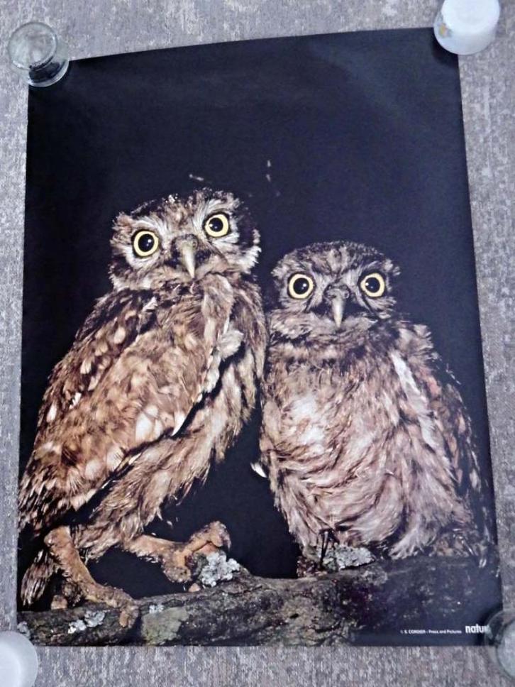 Vintage NATURA Fotoprintposters: 4 stuks, Huis en Inrichting, Woonaccessoires | Schilderijen, Tekeningen en Foto's, Zo goed als nieuw