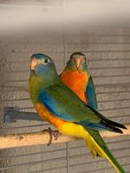Kleurrijke parkietjes, Animaux & Accessoires, Oiseaux | Perruches & Perroquets