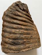Kies (fragment) van een mammoet 18x13,5x7,5 cm, Verzamelen, Mineralen en Fossielen, Verzenden, Fossiel