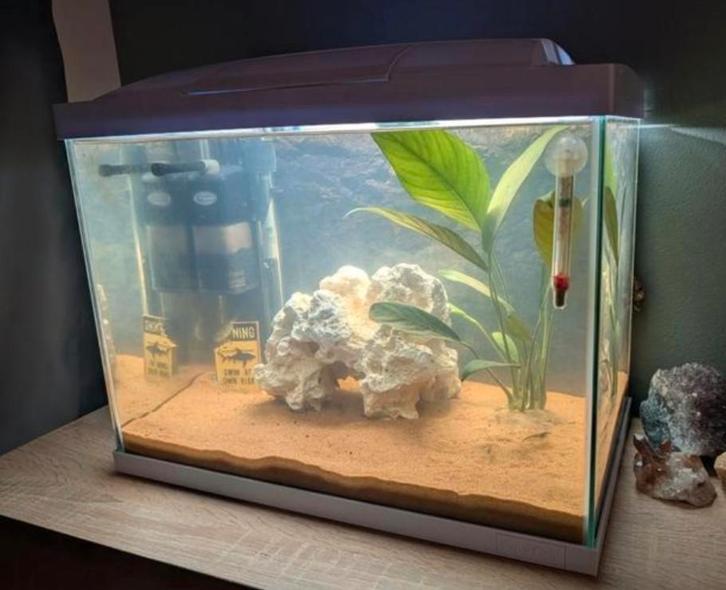 Aquarium pufferfish kogelvis, Dieren en Toebehoren, Vissen | Aquaria en Toebehoren, Ophalen