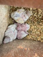 Perruches ondulées au nid, Dieren en Toebehoren, Vogels | Parkieten en Papegaaien