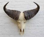 Stoere schedel KAAPSE BUFFEL / KAFFER BUFFEL (ref. B), Ophalen, Gebruikt, Wild dier, Schedel