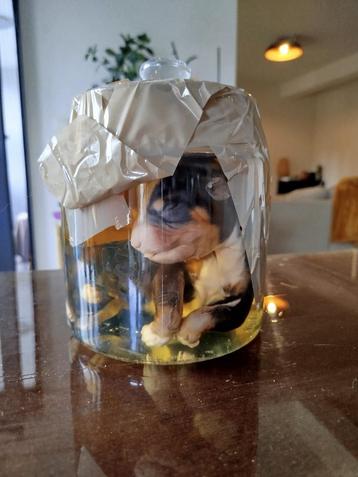 Preparaat formol puppy beschikbaar voor biedingen