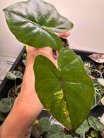 Alocasia yucatan princes variegata, Ophalen of Verzenden