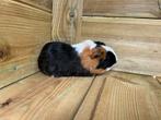 Cavia, September, Cavia, Tam