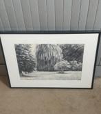 Beau dessin litho gravure arbres nature dessinée, Enlèvement ou Envoi