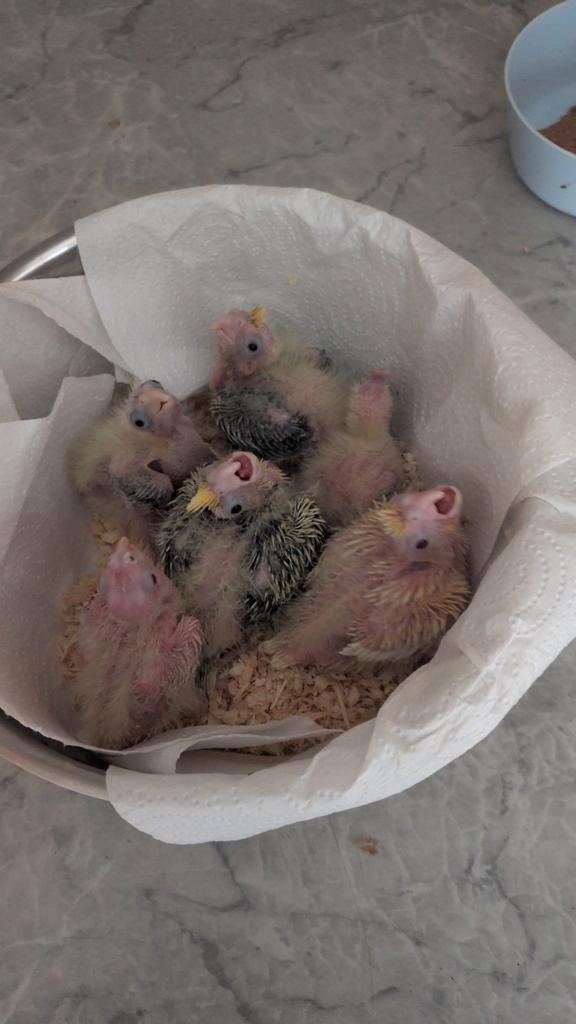Tamme valkparkieten net geboren, Dieren en Toebehoren, Vogels | Kanaries
