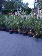 Photinia phaseri merle rouge, Jardin & Terrasse, Plantes | Arbustes & Haies, Enlèvement