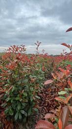 Photinia fraseri red Robin Haagplanten, Enlèvement ou Envoi, Arbuste