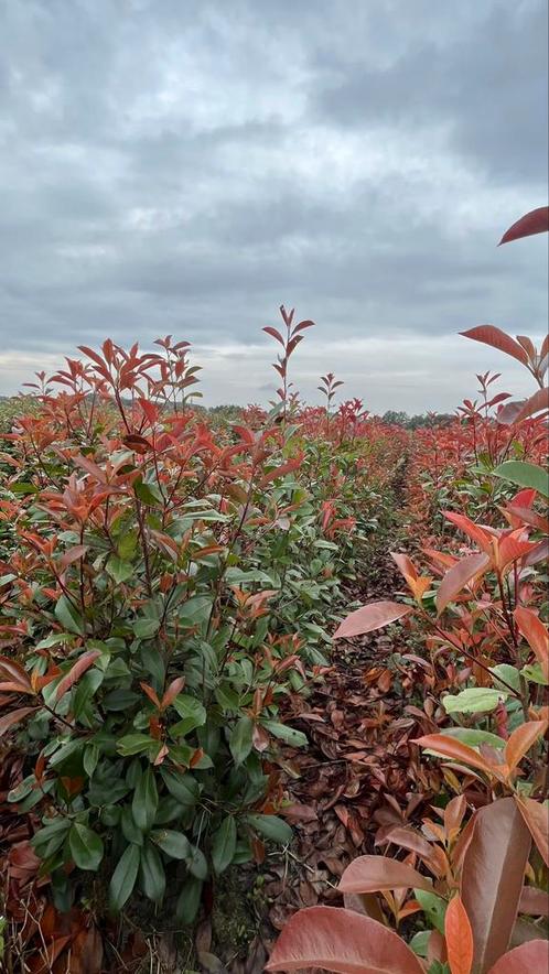 Photinia fraseri red Robin Haagplanten, Jardin & Terrasse, Plantes | Arbustes & Haies, Arbuste, Enlèvement ou Envoi