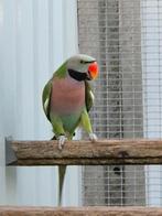 Rozeborstbaardparkiet, Dieren en Toebehoren, Tam