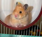 Goudhamster Syrische langhaarhamster, Hamster, December, Vrouwelijk, Tam