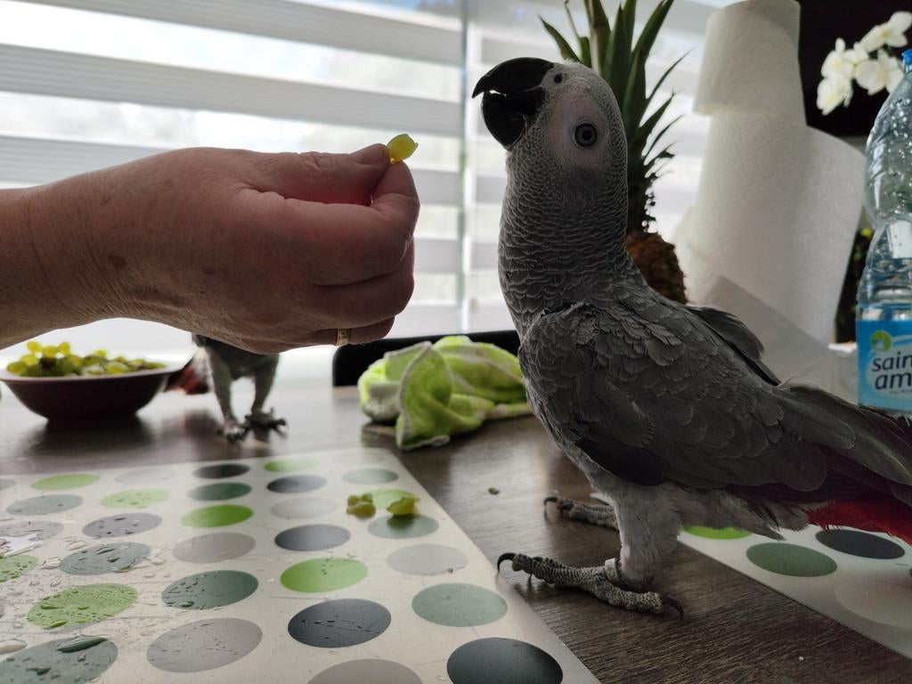 Gris de Gabon eam, Animaux & Accessoires