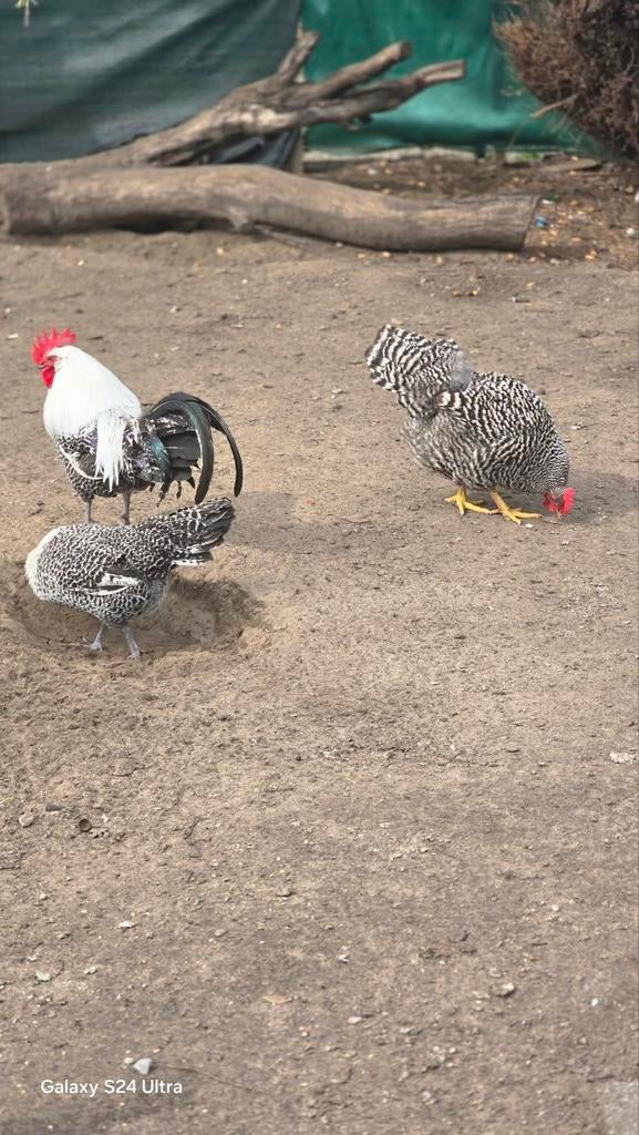 kippen en eenden, Dieren en Toebehoren
