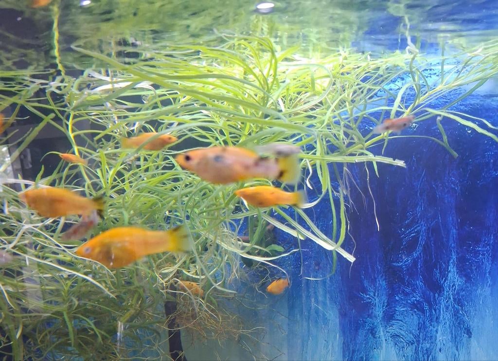 Poissons xiphophorus gratuit, Poisson, Poisson d'eau douce, Banc de poissons